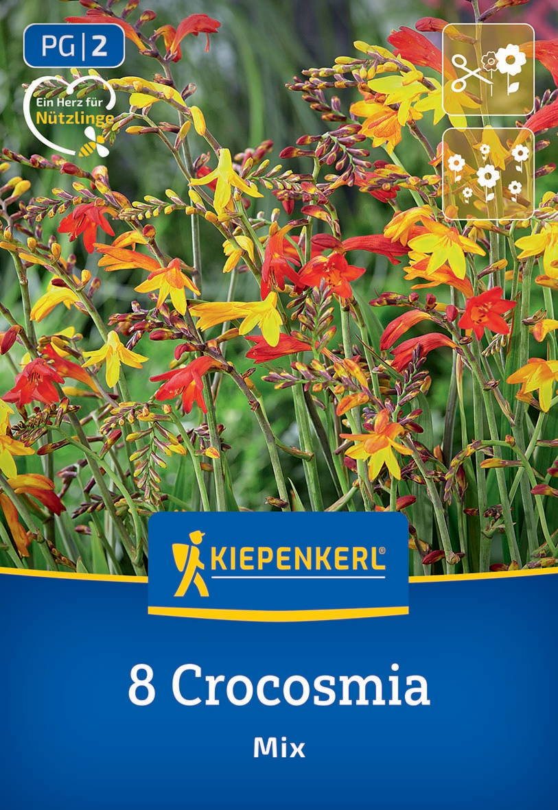 Bunte Crocosmia-Blumen in Rot, Gelb und Orange, grüne Blätter und Stängel vor unscharfem Grün im Hintergrund.