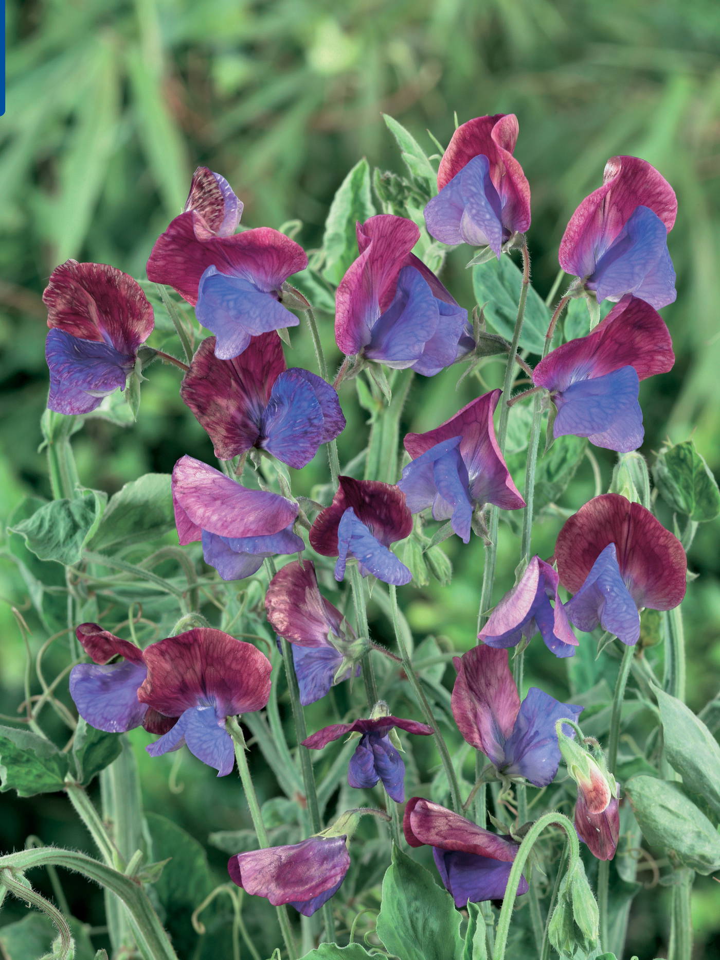 Bunte Erbsenblüten in Pink, Lila und Blau vor grünen Blättern auf einer Pflanze.