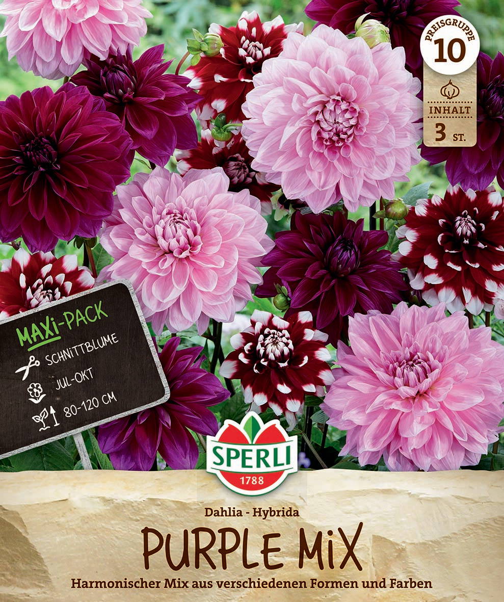 Verschiedene pink, lila und rot-weiße Dahlienblüten in einem Blumenbeet.