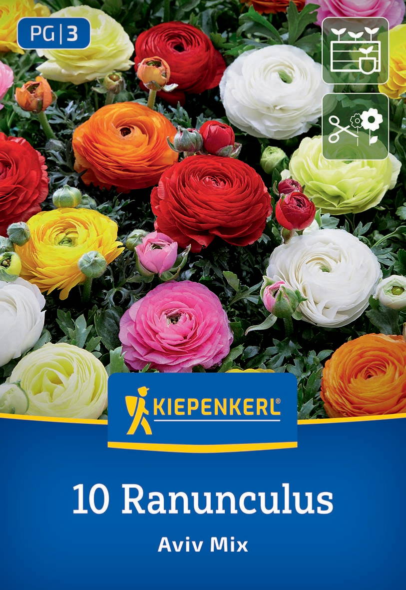 Bunte Ranunkeln in Blauem Karton mit KIEPENKERL Logo, Text "10 Ranunculus Aviv Mix" und Pflanzensymbolen.