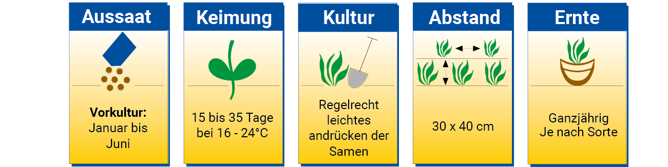 Aussaat, Keimung, Kultur, Abstand, Ernte mit Text und Symbolen für Pflanzanleitung