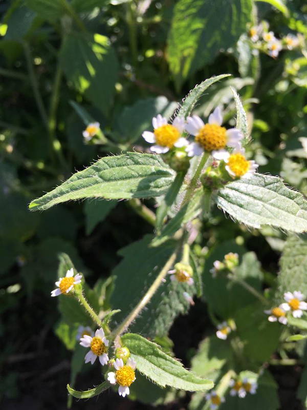 Kleine weiße Blüten mit gelben Zentren an einer Pflanze im Freien