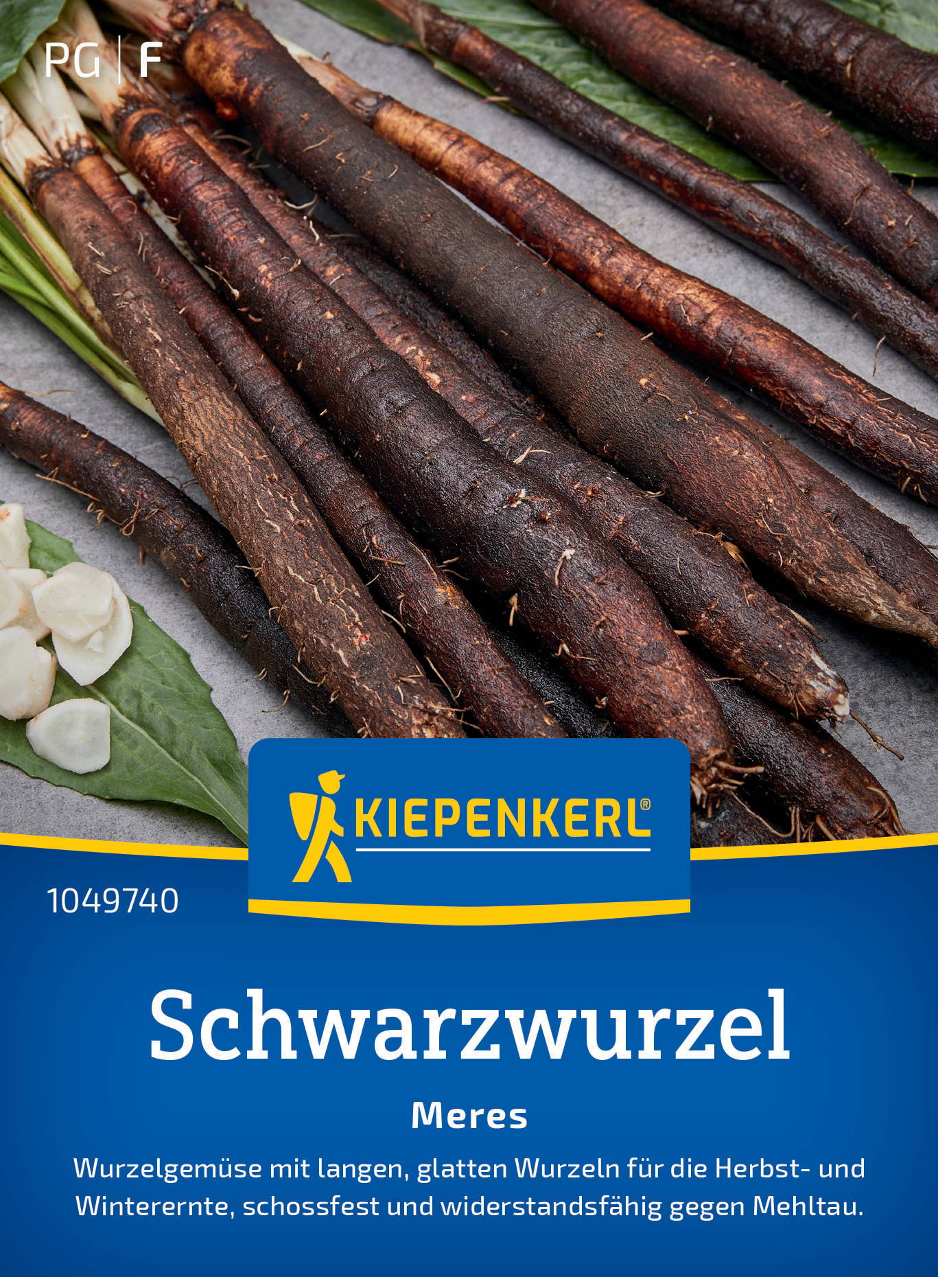 Schwarzwurzelsamen Meres