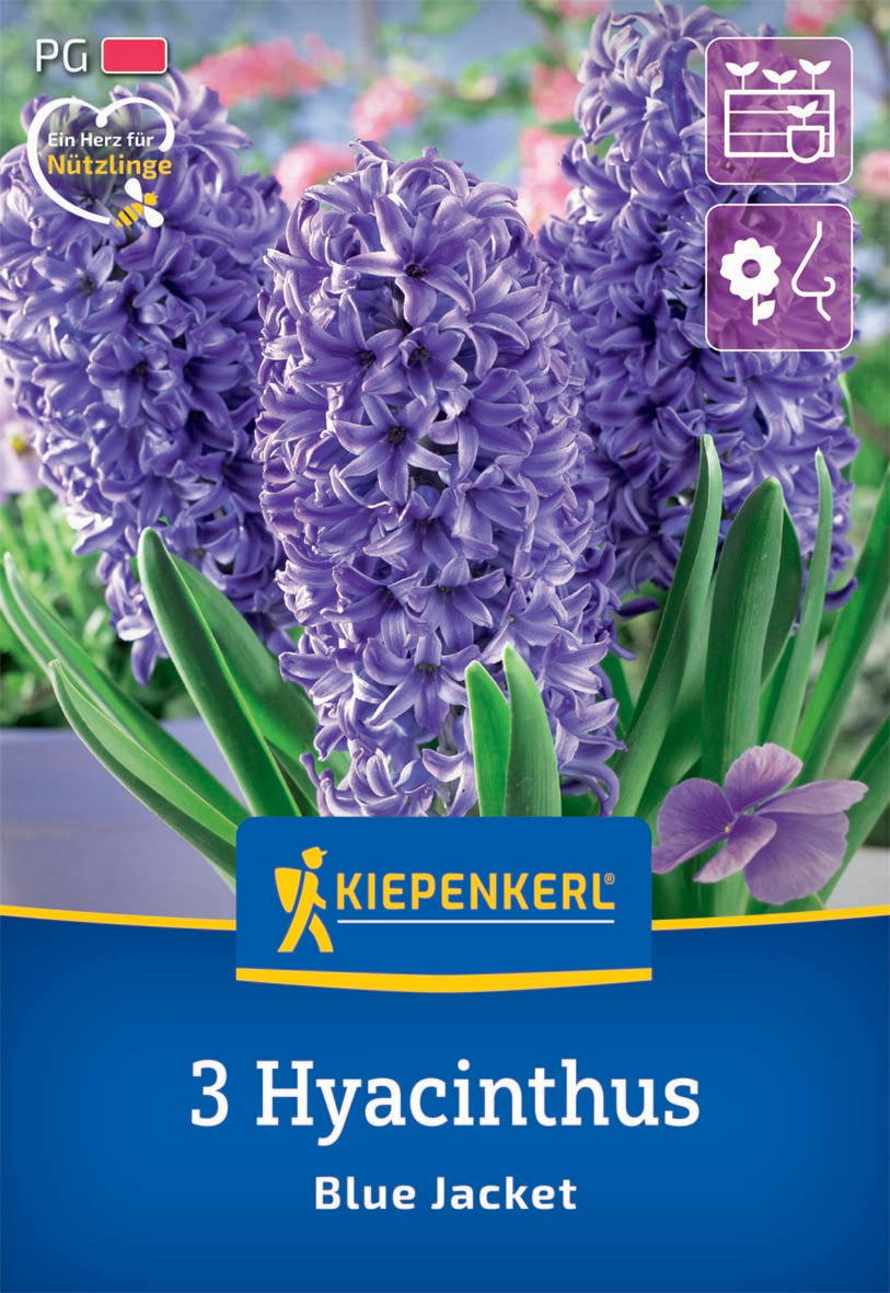 Drei violette Hyazinthen mit grünen Blättern vor bunter Blumenwiese auf Verpackung.