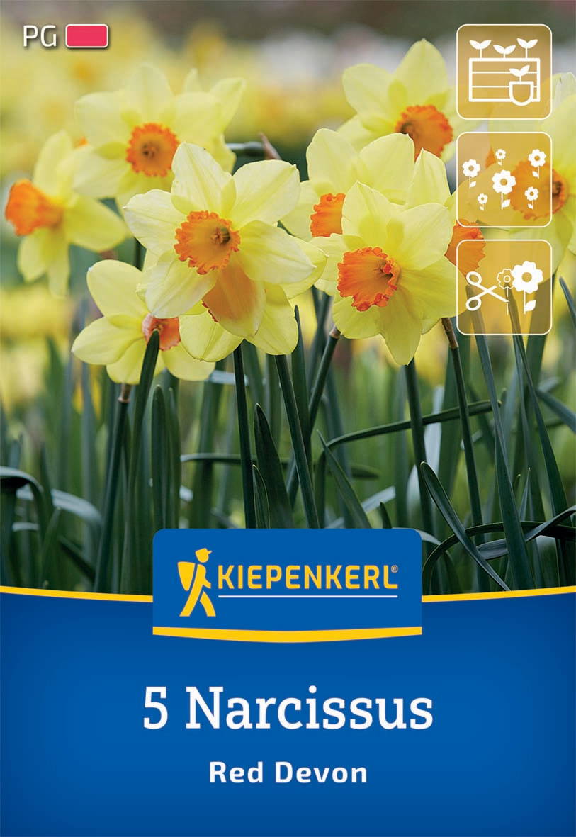 Gelbe Narzissblumen in einem Garten, mit grünen Blättern im Hintergrund.