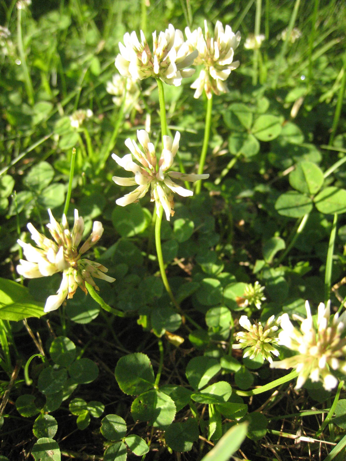 Weiße weißklee Blüten auf grünem Gras mit Blättern