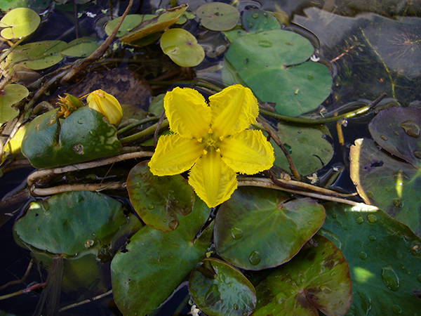 Gelbe Blume auf Wasser mit grünen Wasserlilienblättern