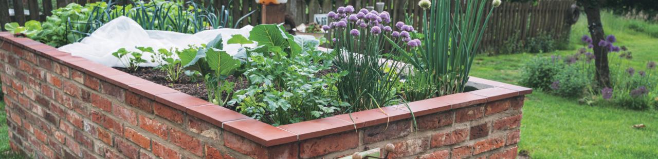 Gemüse- und Blumenbeet mit Zucchini, Zwiebeln und Allium in einem Garten.