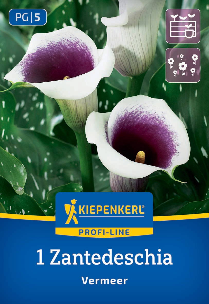 Dunkelrote und weiße Zantedeschia (Calla-Lilien) mit grünen Blättern im Hintergrund.