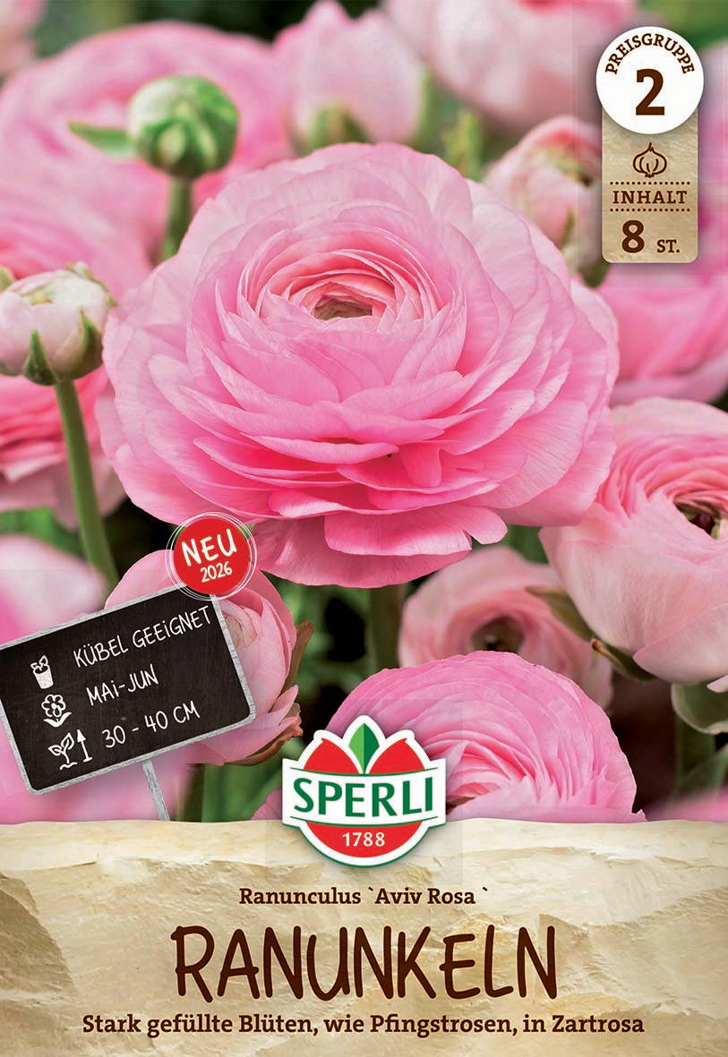 Große, vollgefüllte pinke Ranunkelblüte mit mehreren kleineren Blüten und Knospen im Hintergrund.