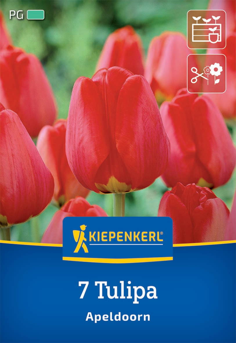 Rotblühende Tulpen mit grüner Umgebung im Hintergrund, Kiepenkerl Verpackung, Name und Symbol auf blauer Fläche.