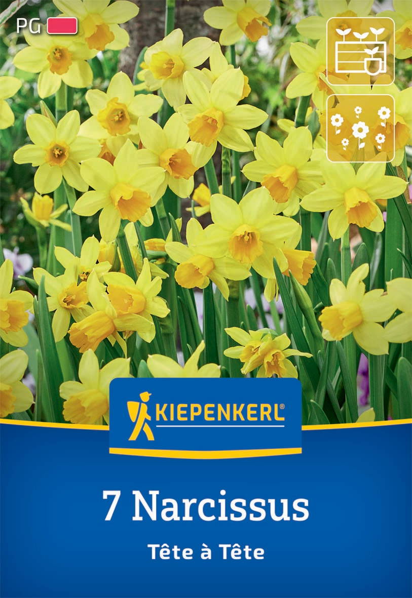 Gelbe Narzissblumen mit grünen Blättern in einem Beet.