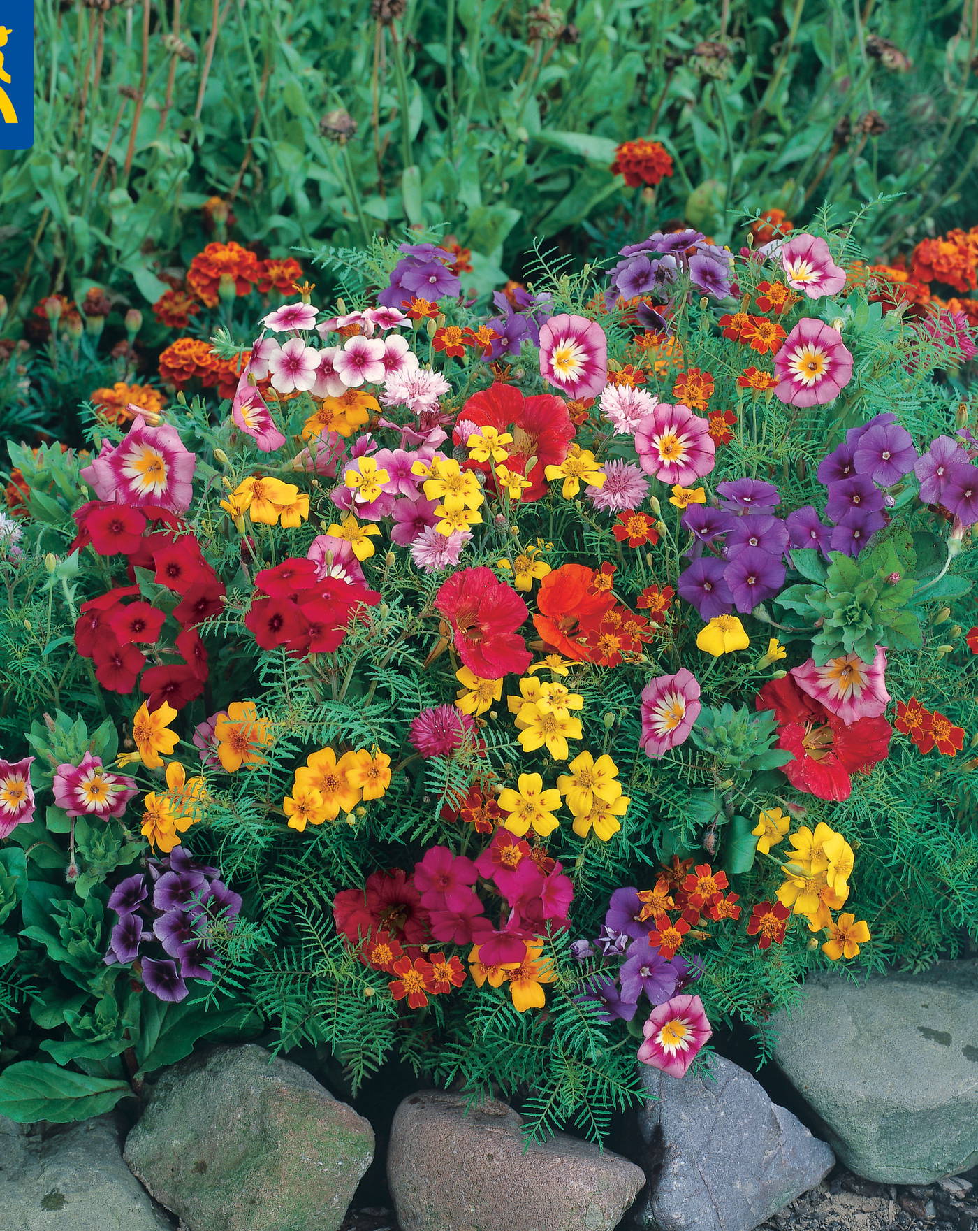 Bunte Primeln, Vergissmeinnicht und Stiefmütterchen in einem Blumenbeet mit Steinen.