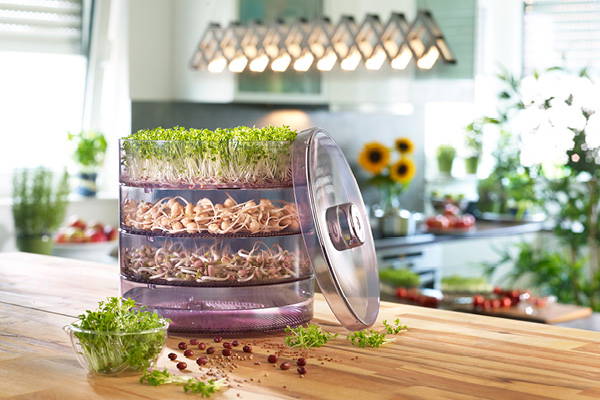 Mehrstufiger Keimschrank mit Sprossen, Keimlingen, Kräutern und Wasser im Küchenraum