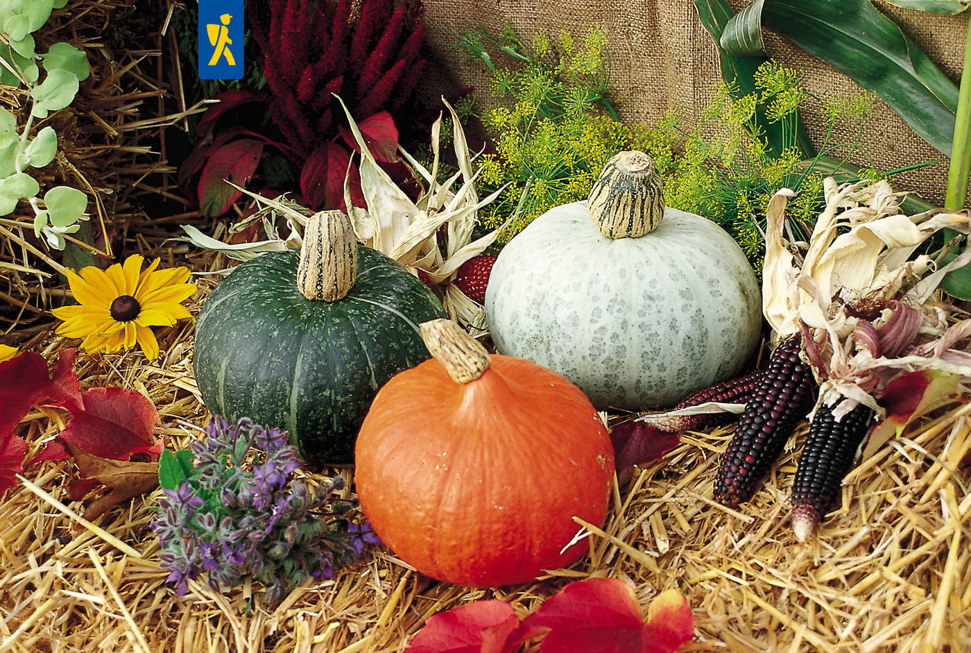 Vier Kürbisse auf Stroh, umgeben von Blumen, Maiskolben, Blättern und Gräsern.