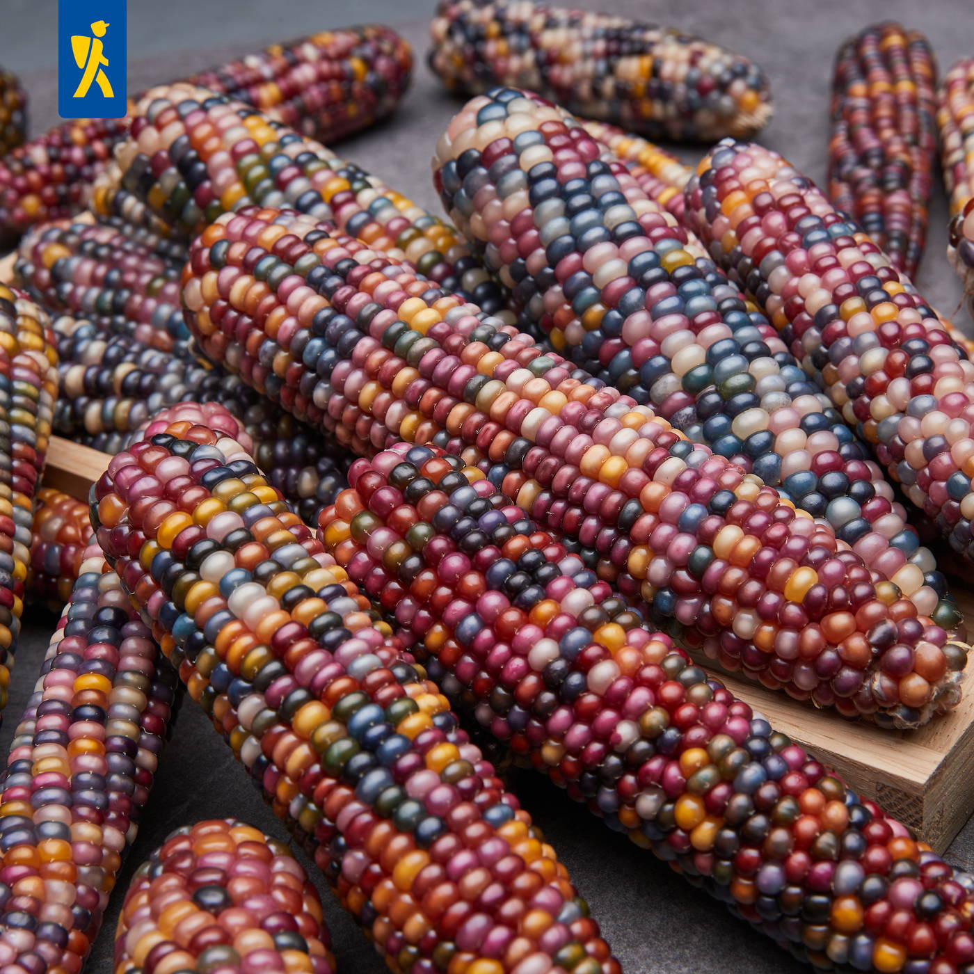 Mehrfarbige bunte Maiskolben liegen auf einem Tisch.