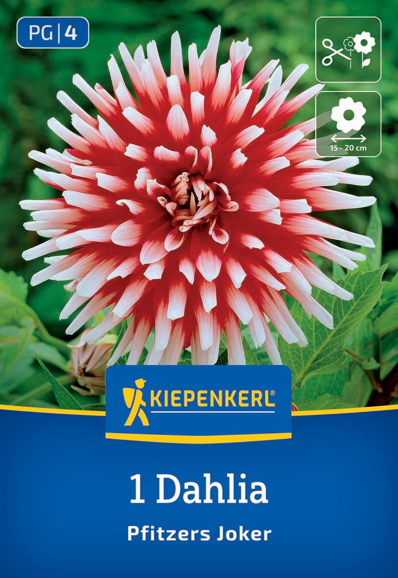 Große pink-weiße Dahlie mit zahlreichen spitzen Blütenblättern vor grünen Blättern.