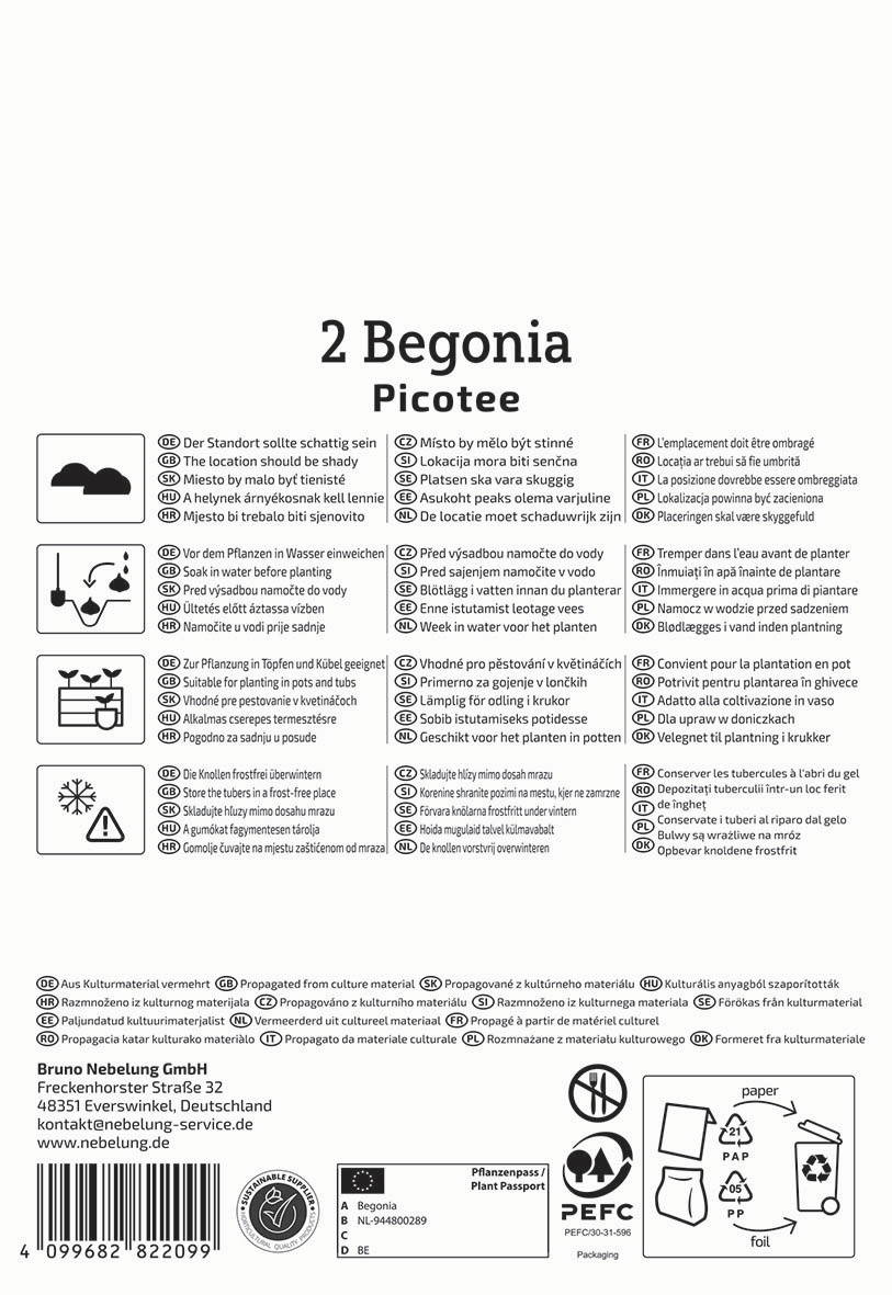 Anleitung für das Pflanzen von Begonia Picotee mit Schaubildern und Text in mehreren Sprachen.