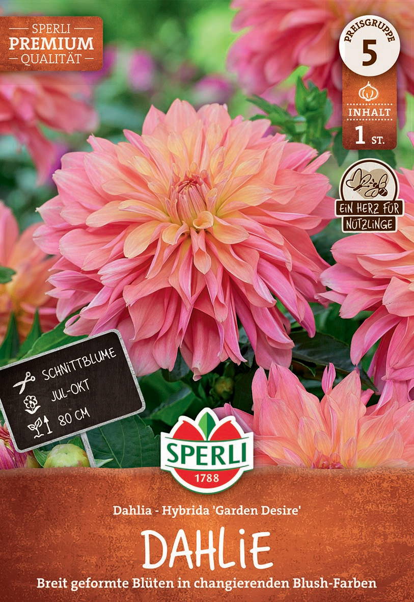 Große pinke Dalhenblüte mit gelb-orangenen Übergängen, grüne Blätter im Hintergrund.