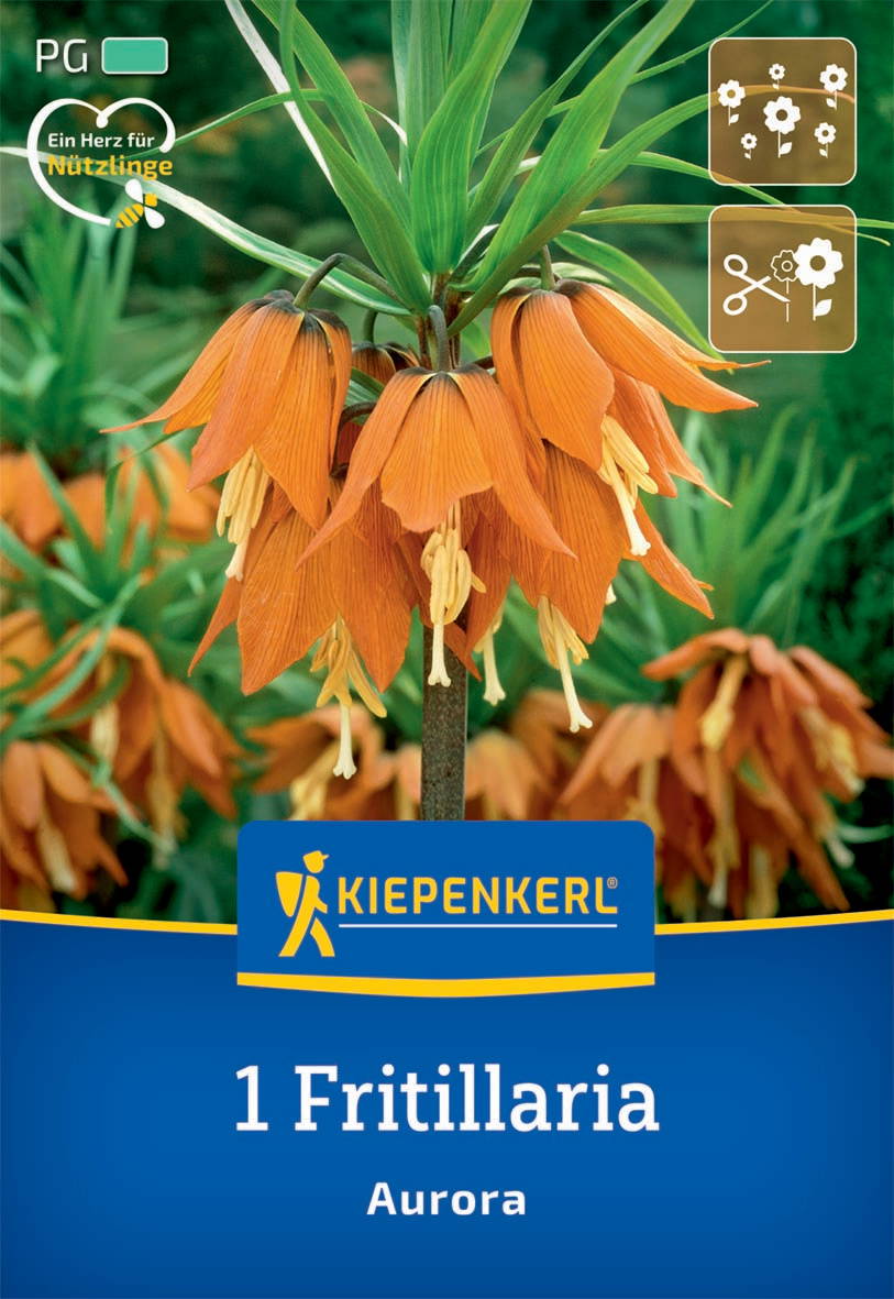 Orangerote, hängende Blüten einer Aurora Fritillaria vor grünen Blättern auf dem Verpackungsbild.