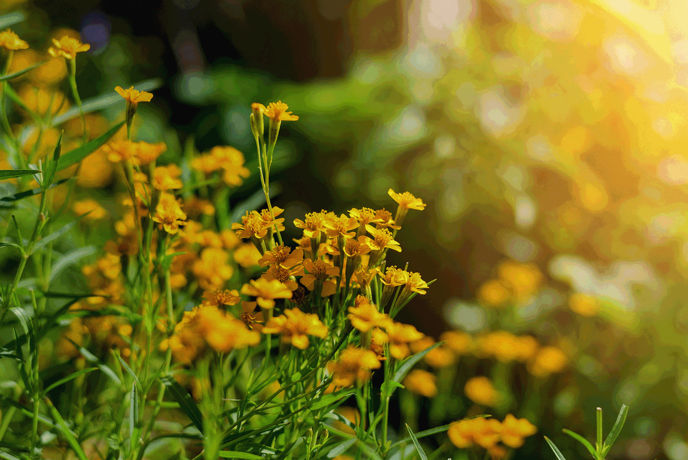 Gelbe Blumen im Sonnenschein, grünes Laub, unscharfer Hintergrund, helle Lichtreflexe, warmes Licht.