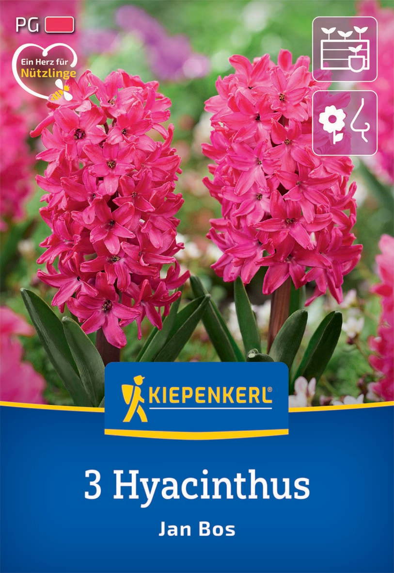 Zwei pinke Hyazinthen blühen vor grünem Hintergrund, auf der Verpackung mit Kiepenkerl-Logo und Text.