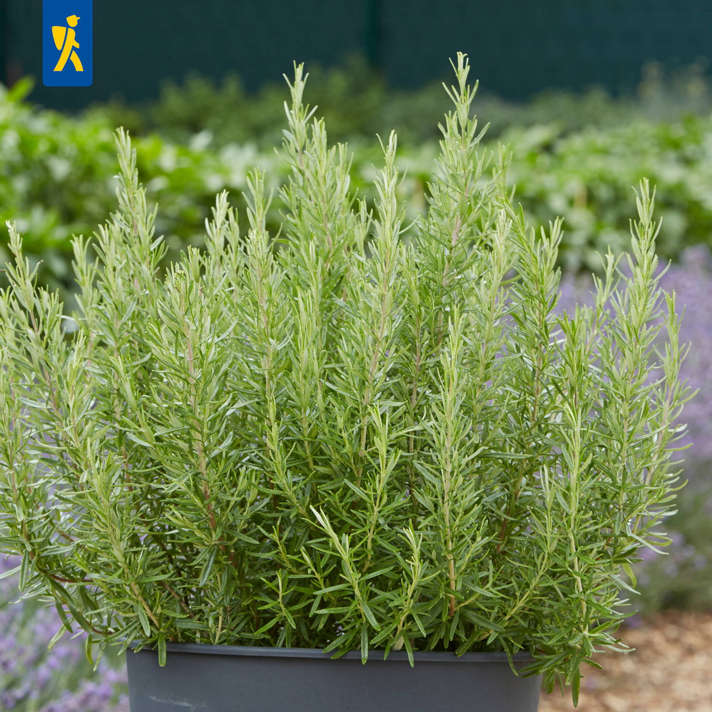 Pflanzen in einem schwarzen Topf vor einem Garten mit Grün und lila Blumen.