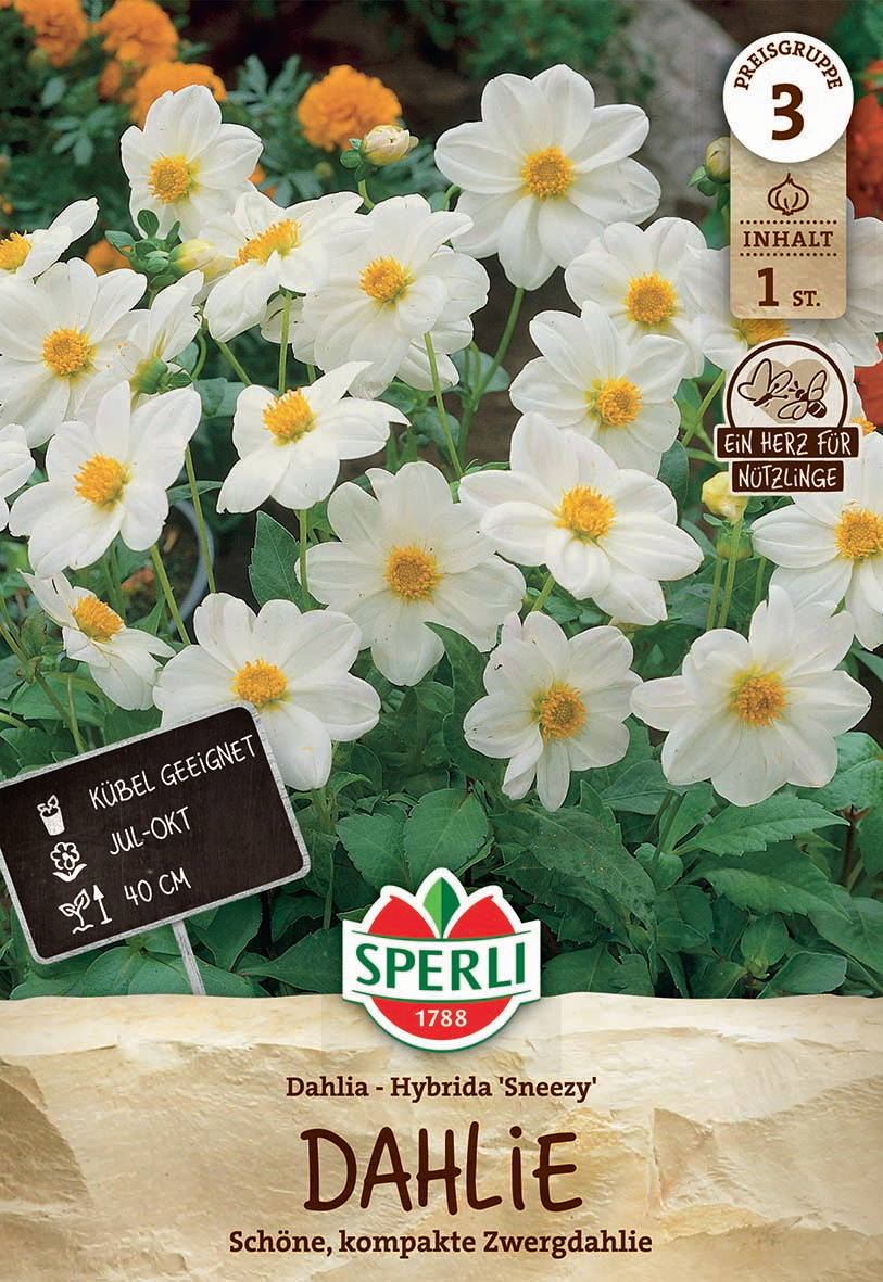 Weiße Dahlien mit gelben Zentren, grüne Blätter im Hintergrund, auf der Gartenerde.