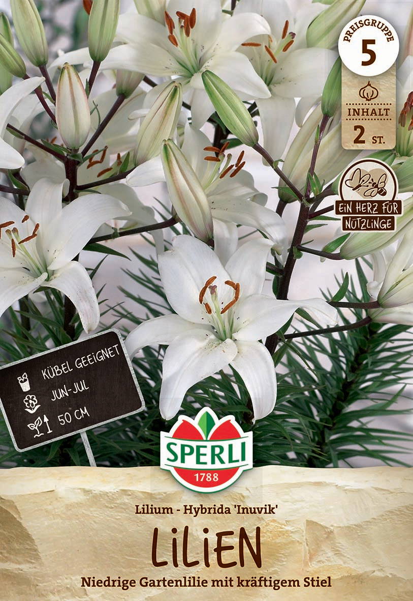 Lilienzwiebeln Winterhart - 4 Rhizome Duftende Lilien | Mehrjährig Blüte Mai-August