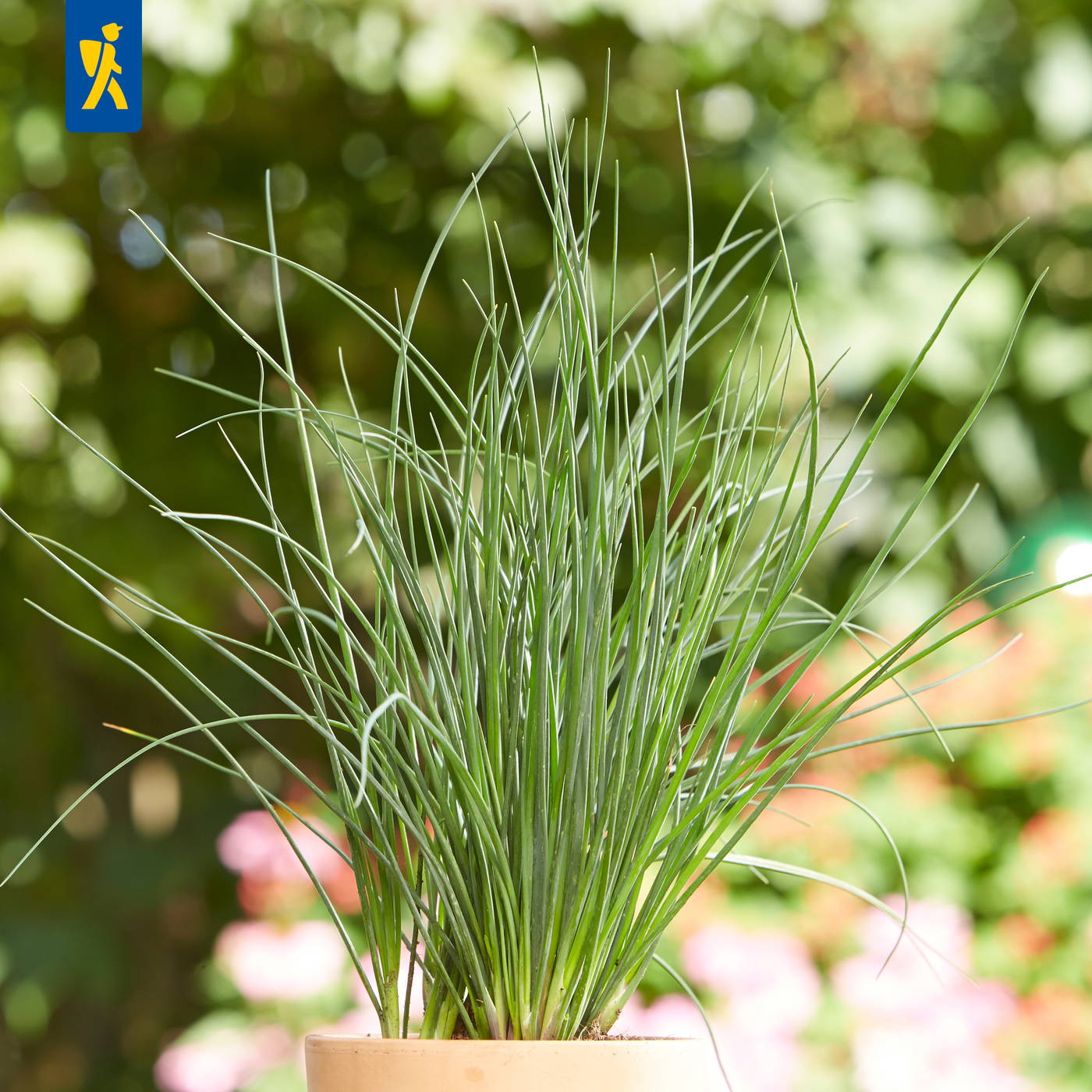 Buntes Gras in einem weißen Topf vor einem! grünen, unscharfen Hintergrund.