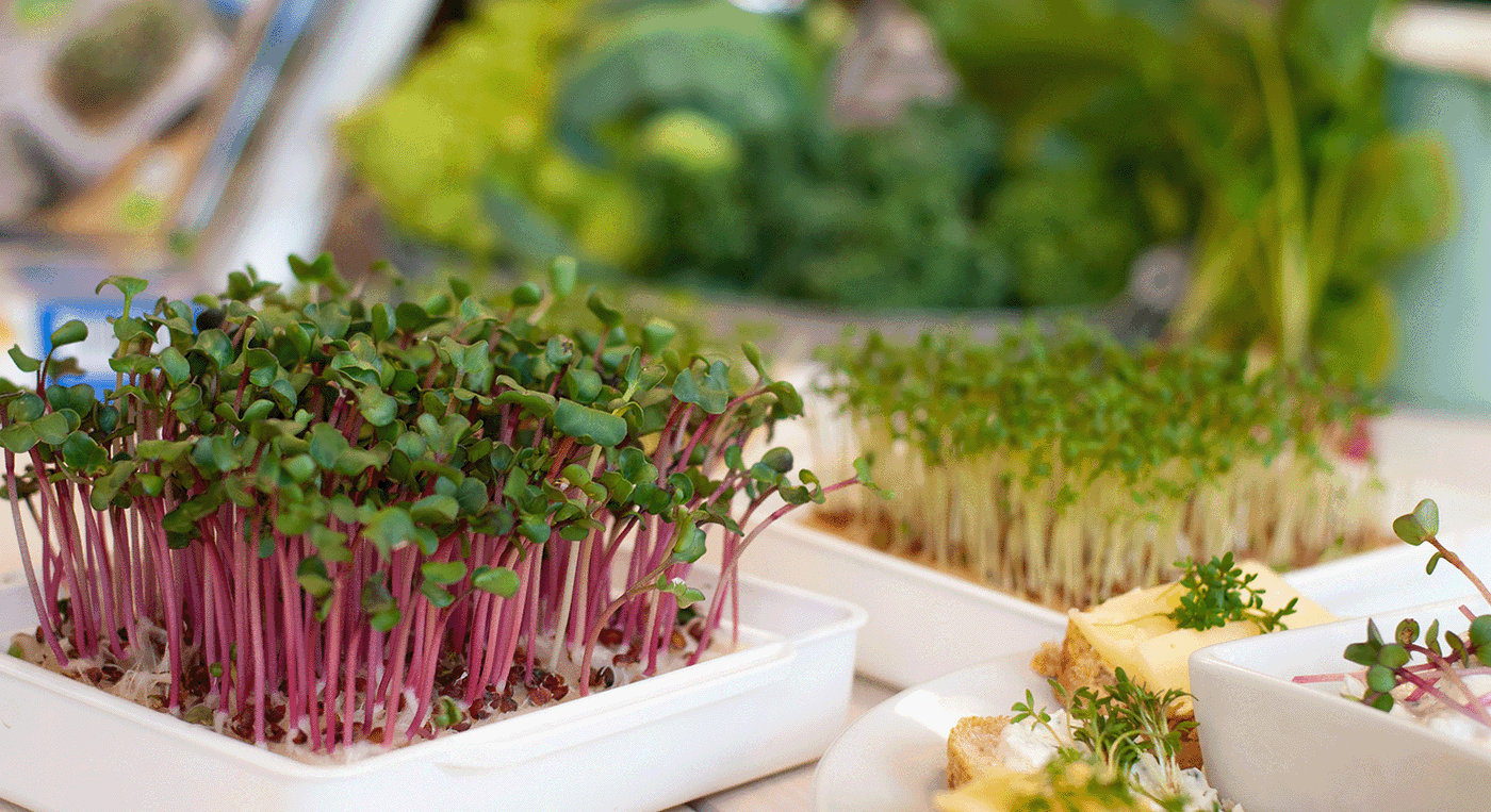 Microgreens in white trays with slices of bread and cheese on a white plate.