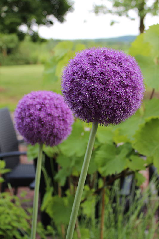 Zwei große violette Blumen auf hohen Stielen vor grüner Gartenkulisse