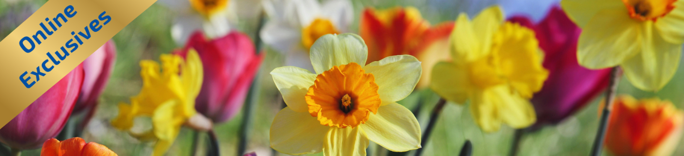 Tulpen und Narzissen in gelb, rot und rosa