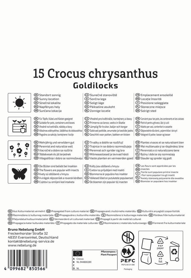 15 Crocus chrysanthus Goldilocks, sonnig, mit 4 Blüten, auf weißem Hintergrund