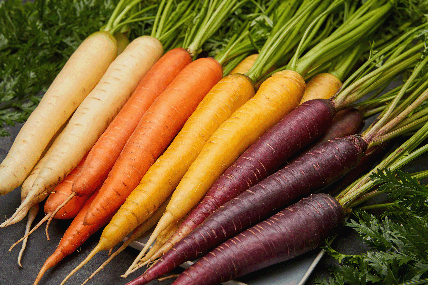 Verschiedene bunte Karotten in Weiß, Orange, Gelb, Rot und dunklem Violett auf einem Teller.