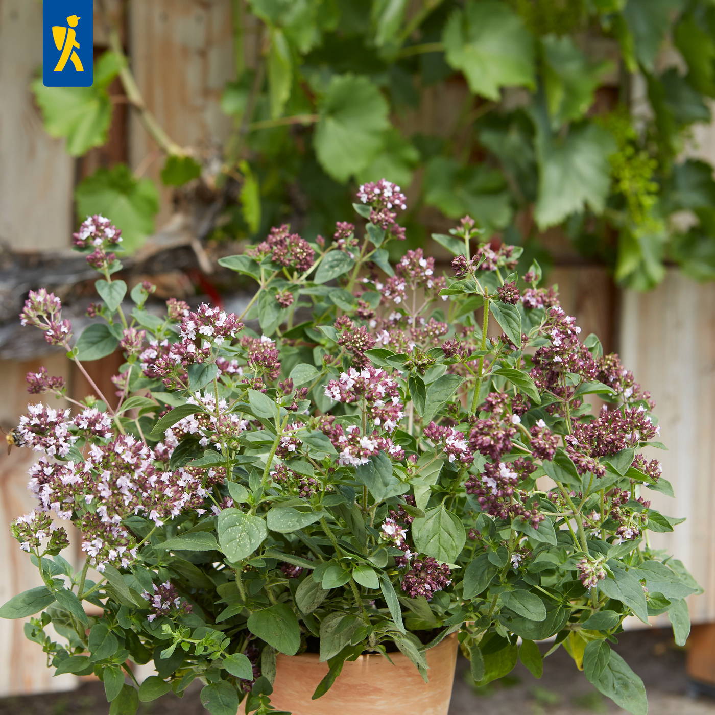Bunte Blumen im Terrakottatopf vor einer Holzwand mit grünen Blättern.