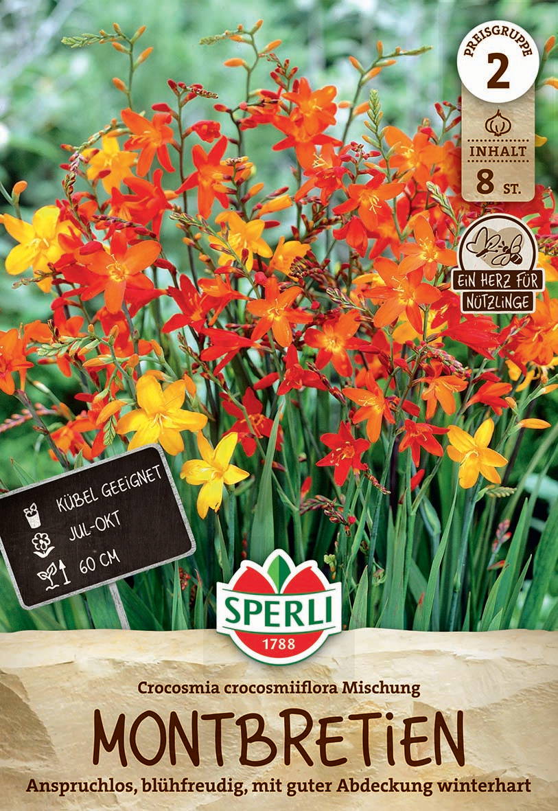 Bunte Crocosmia-Blumen in orange, rot und gelb auf grünem Blätterdschungel.