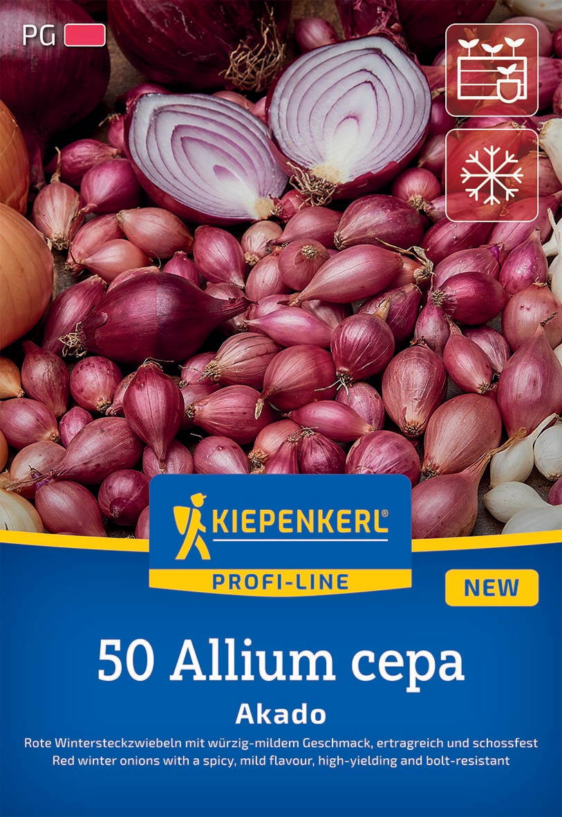 Rote Wintersteckzwiebel Akado