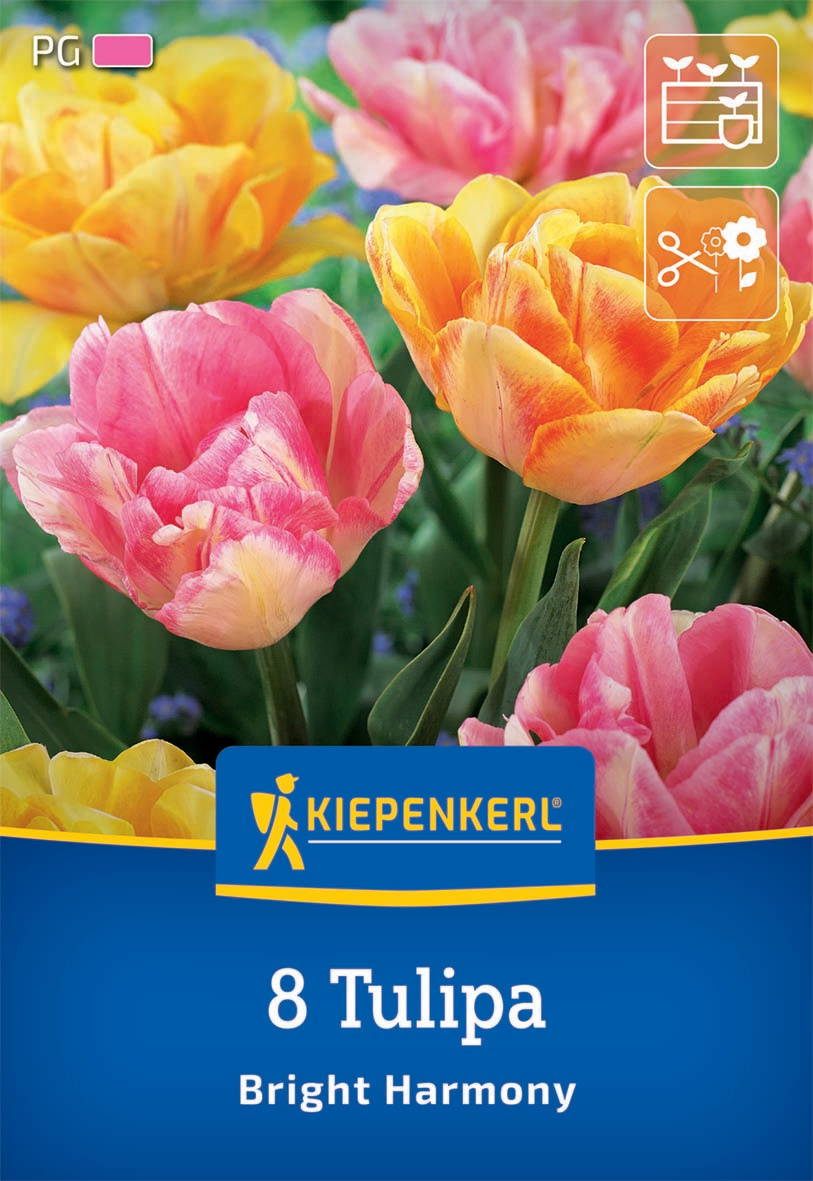 Bunt blühende Tulpen in Pink, Gelb und Orange vor grünem Blattwerk.