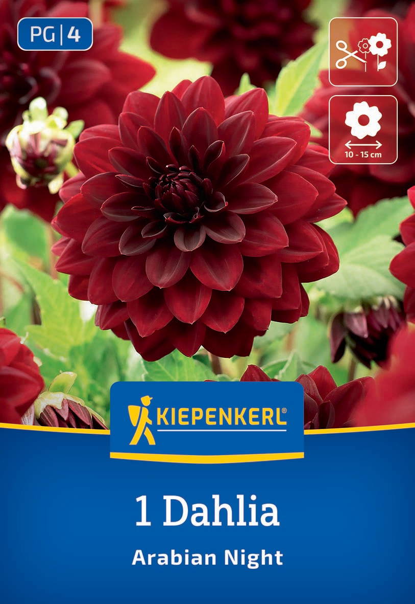 Dunkelrote Dahlienblüte mit grünen Blättern im Hintergrund, auf Verpackung mit Kiepenkerl-Logo und Produktname.