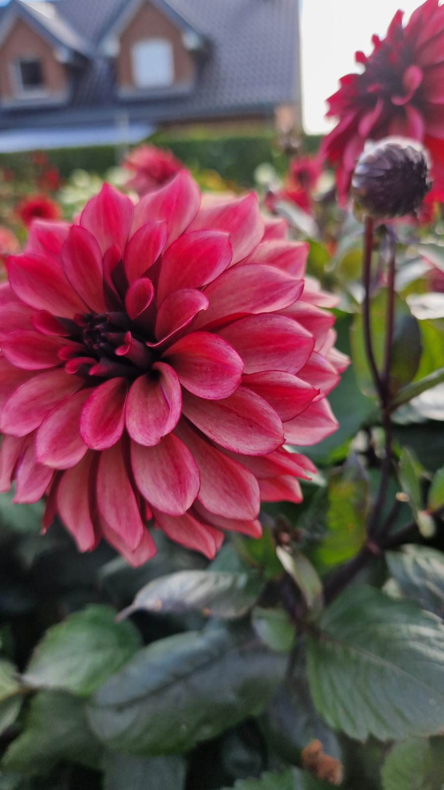 Große pinkrote Dahlie mit dichten Blütenblättern vor einem Haus im Garten.