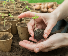 Mehrere vorkultivierte Gemüsepflanzen wachsen in Anzuchtgefäßen und werden von einer Person umgetopft.