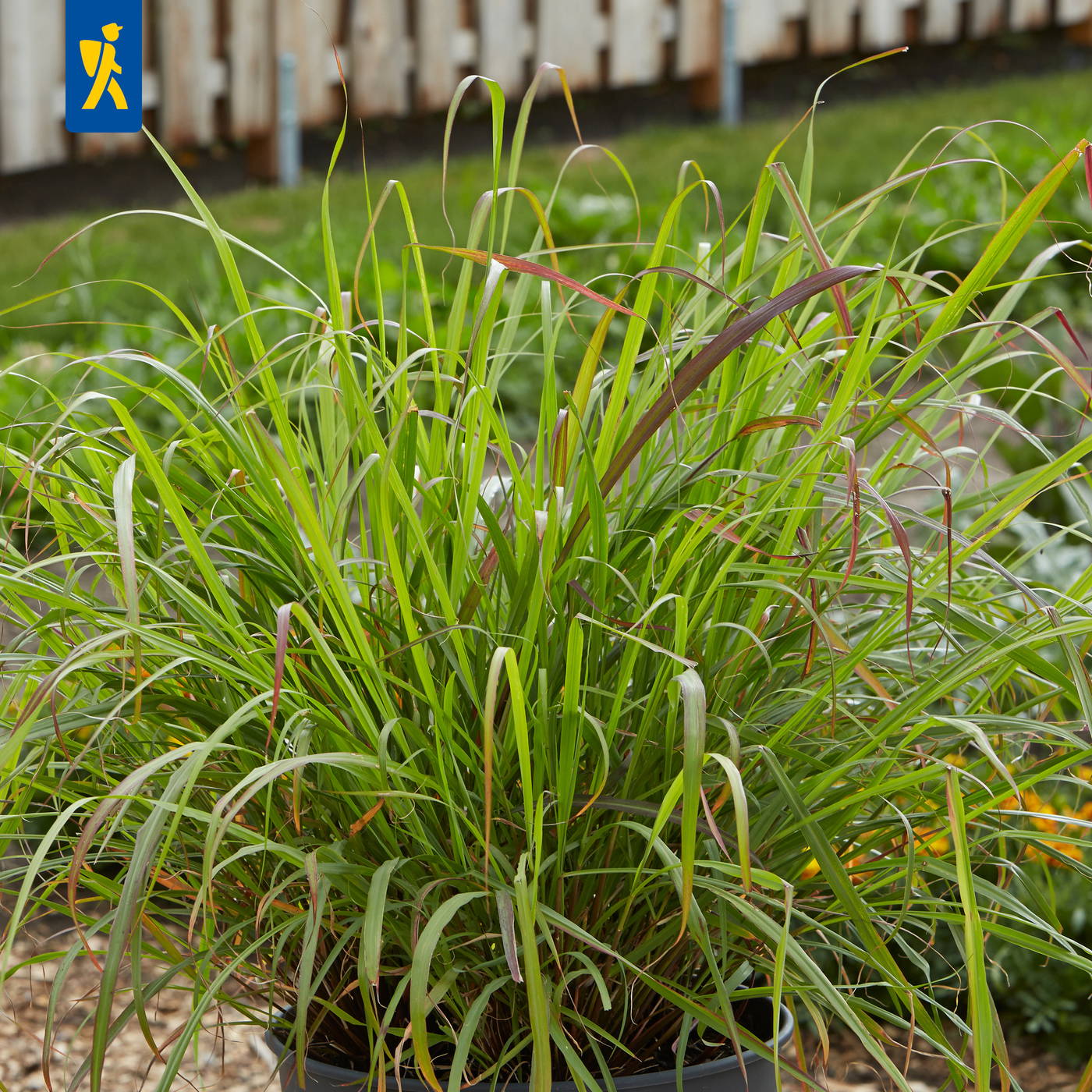 Buchsbaum im Topf mit langen, grünen und braunen Blättern im Garten vor Holzzaun.