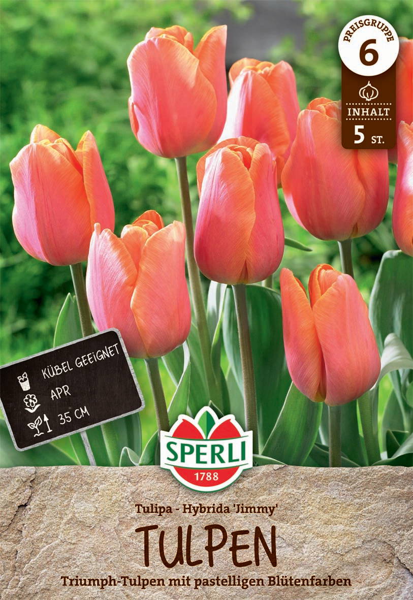 Fünf orange-pinke Triumph-Tulpen mit pastelligen Blütenfarben vor grünem Hintergrund.