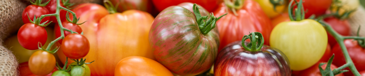 Diverse Tomaten in unterschiedlichen Farben, Größen und Formen