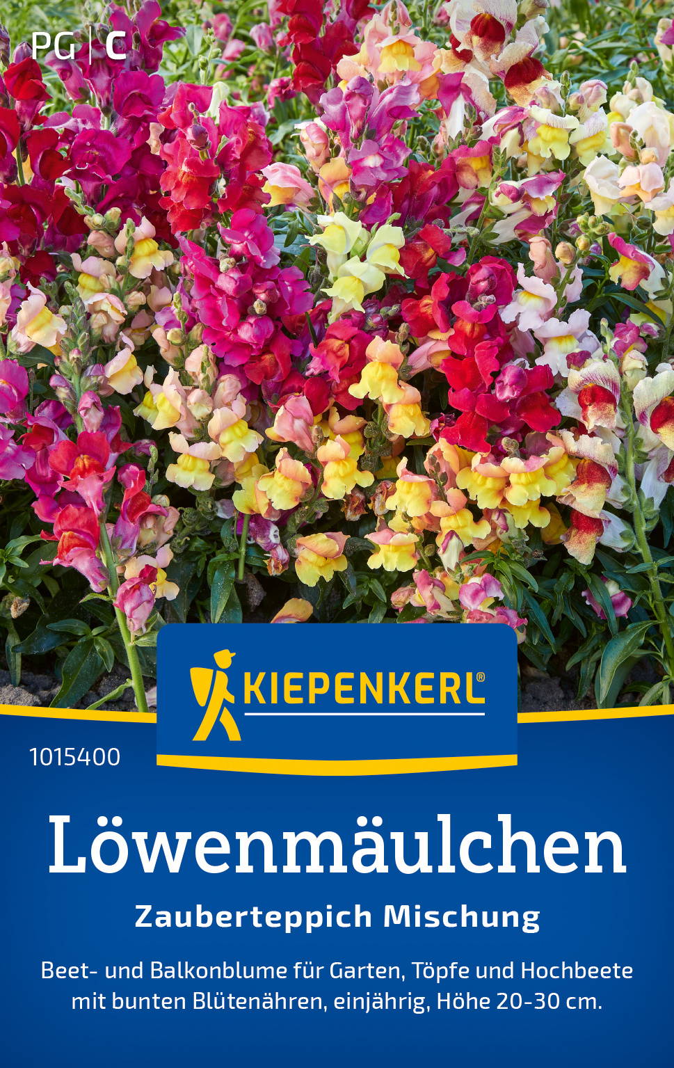 Bunte Löwenmäulchen Blumen in einem Beet, Balkon und Hochbeet, Höhe 20-30 cm.