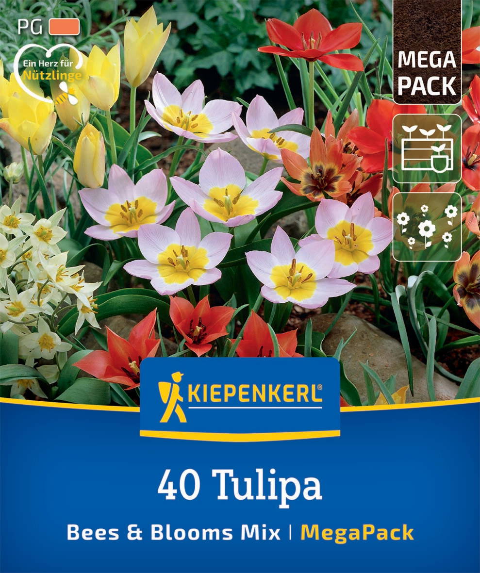 Verschiedene bunte Tulpen in einer Blumenerde.