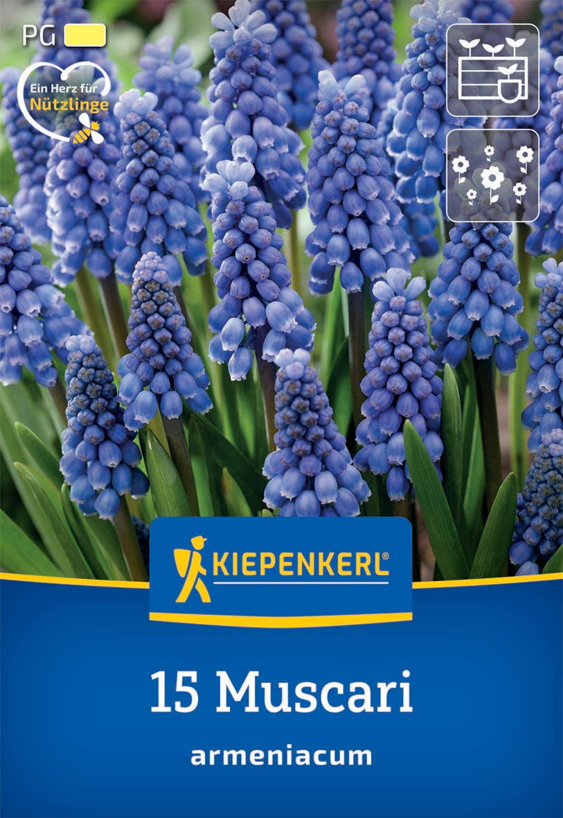 Blaue Muscari blühen unter grünem Laub, Etikett mit Pflanzenname und Logo vor blauem Hintergrund.