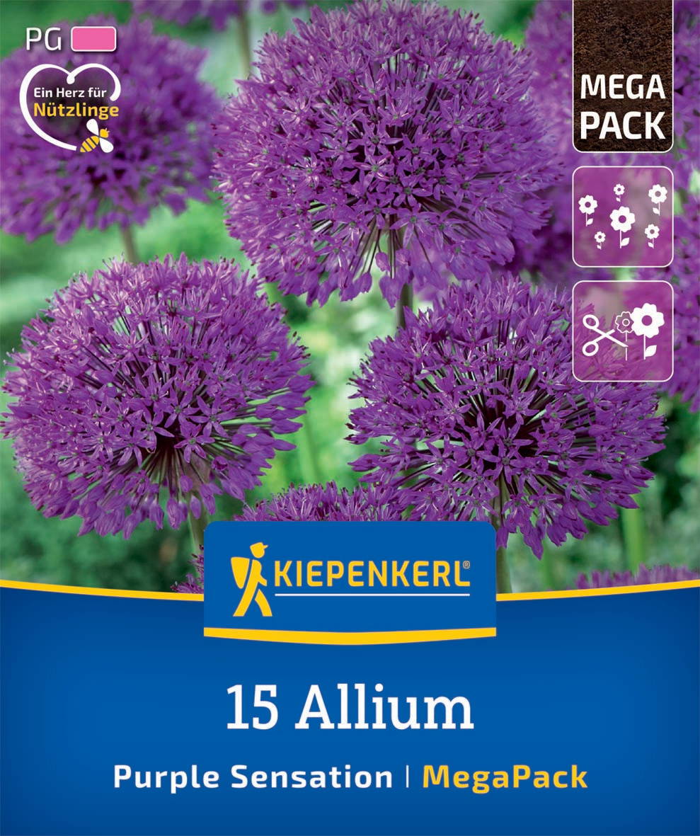 Mehrere große, violette Allium-Blumen auf grünem Hintergrund.