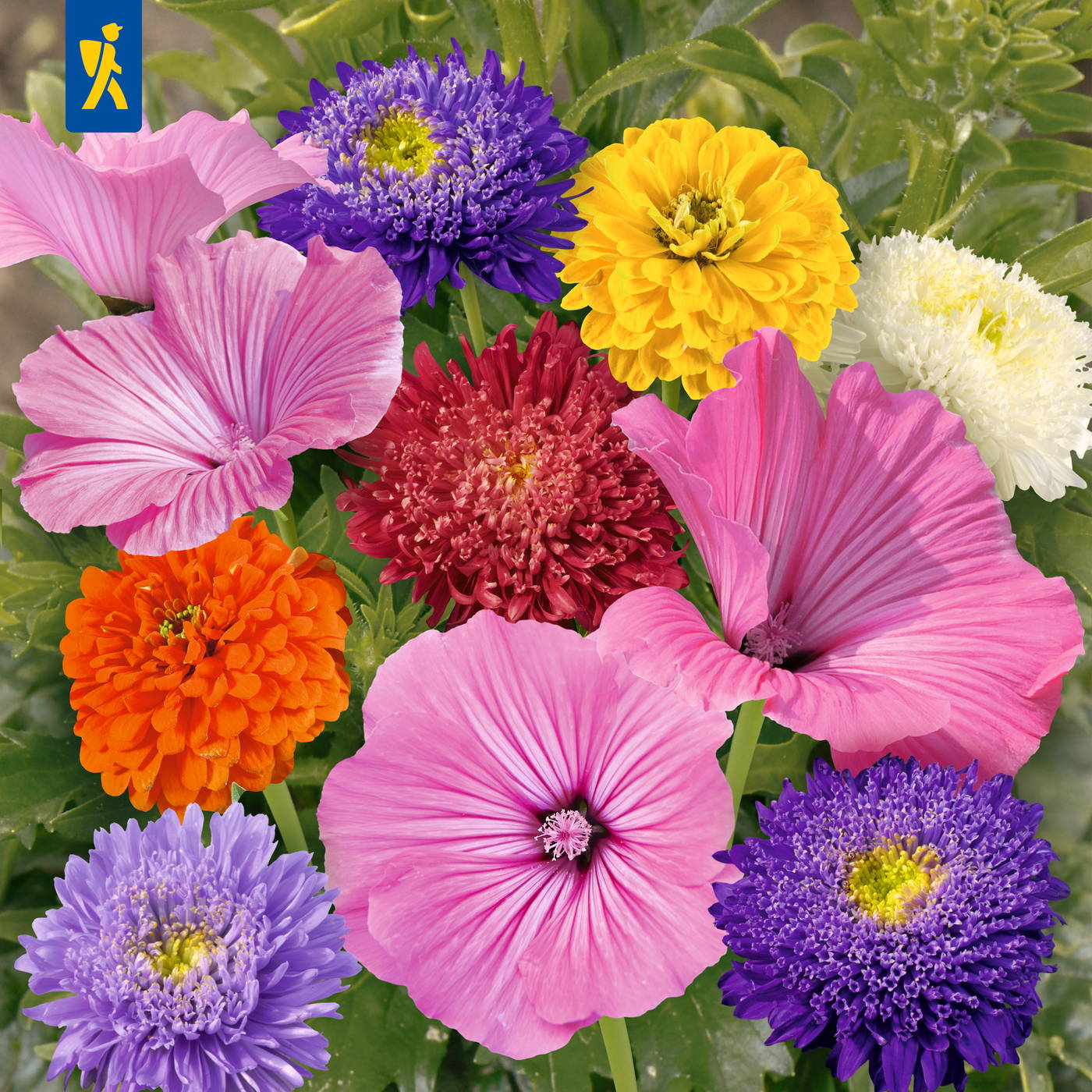 Bunte Blumen mit pinken, lila, roten, gelben, weißen und orangefarbenen Blüten und grünen Blättern.